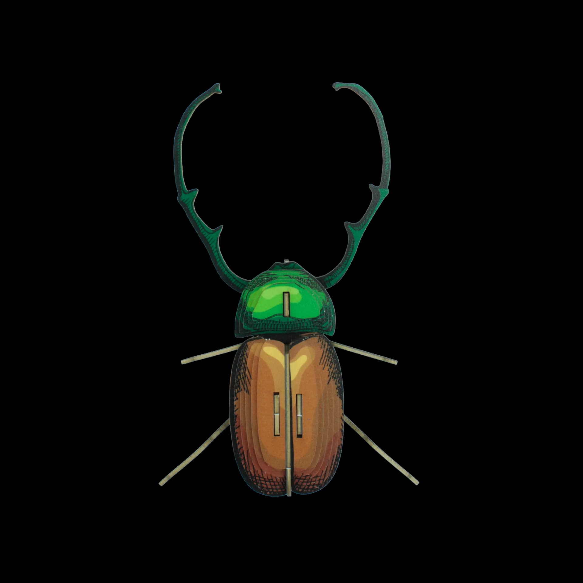 Insecte - Calingratus