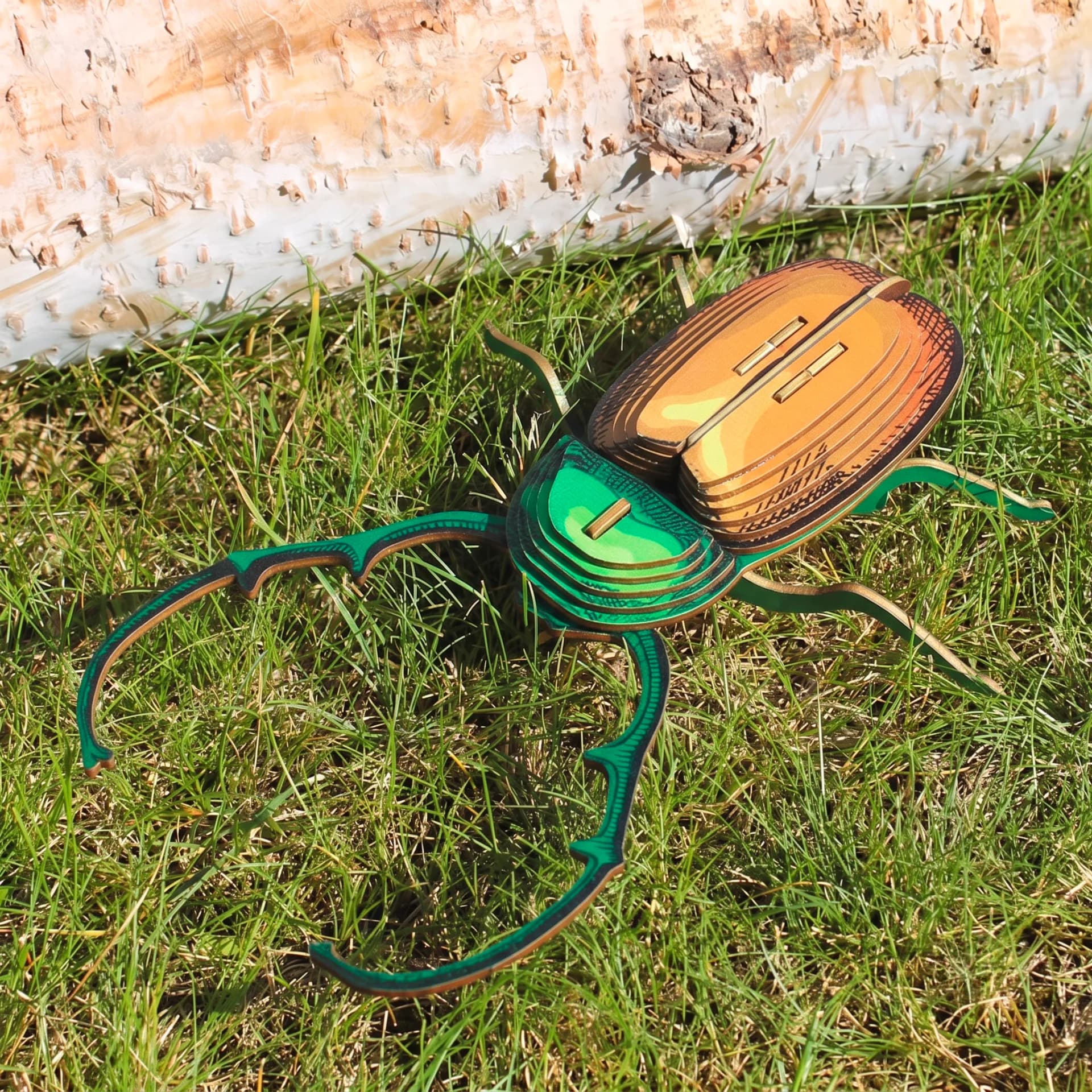 Insecte - Calingratus Carton en situation