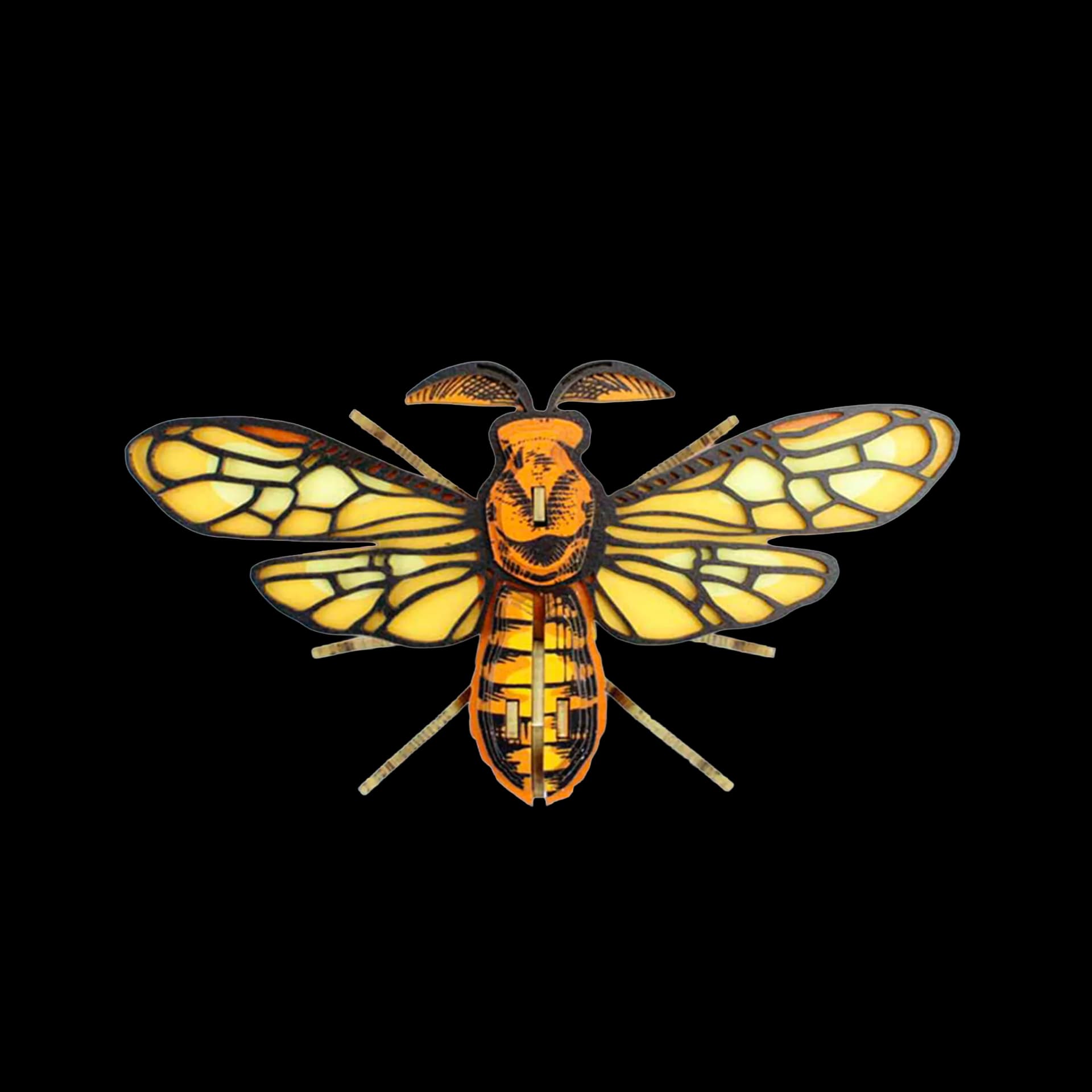 Insecte - Noctambulus