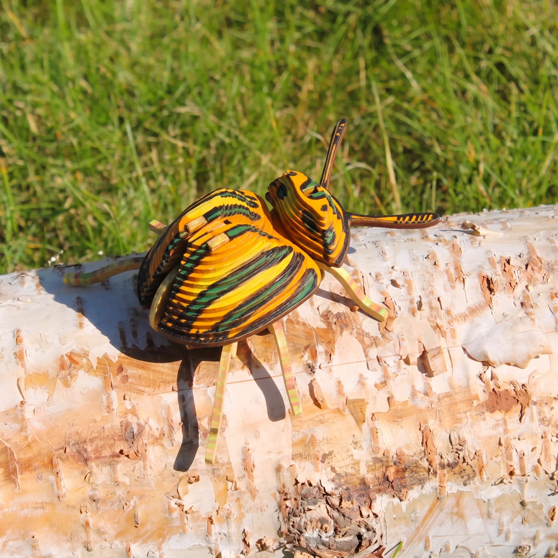 Insecte - Pucetulus Carton en situation