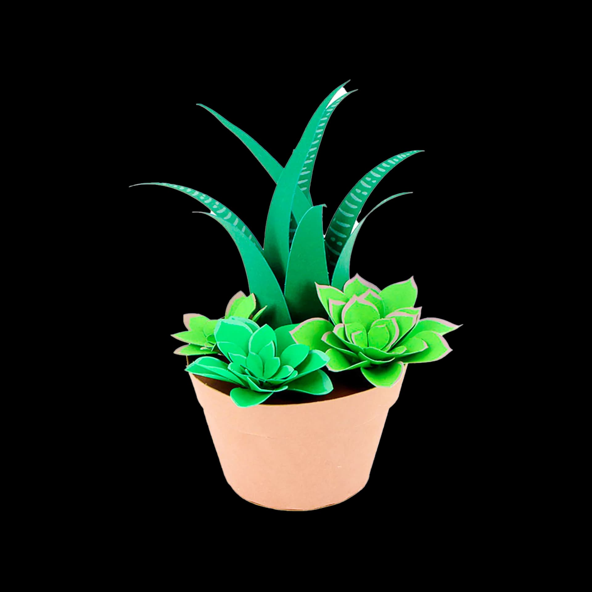 Succulentes