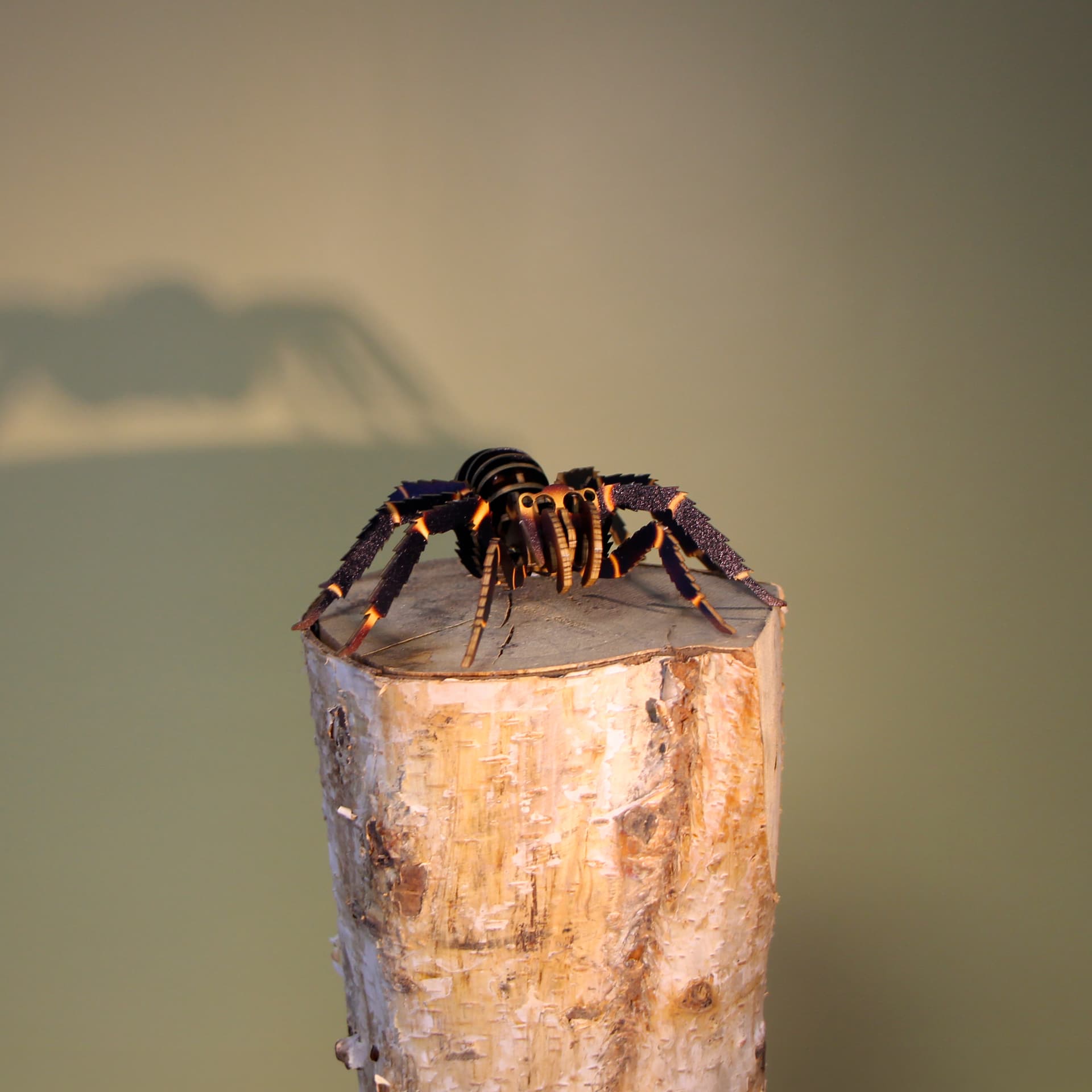 Petite bête araignée - vue 2