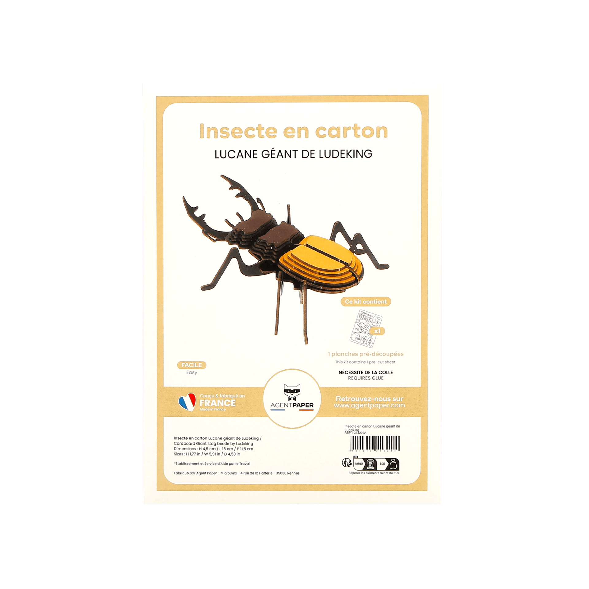 Insecte - Lucane géant de Ludeking - vue 4
