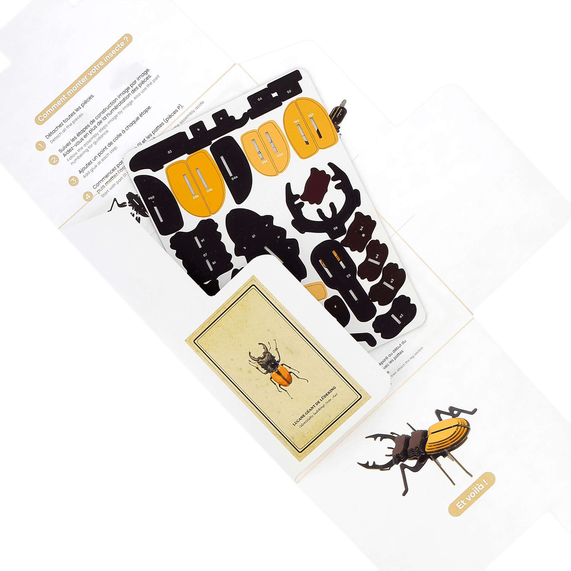 Insecte - Lucane géant de Ludeking - vue 3