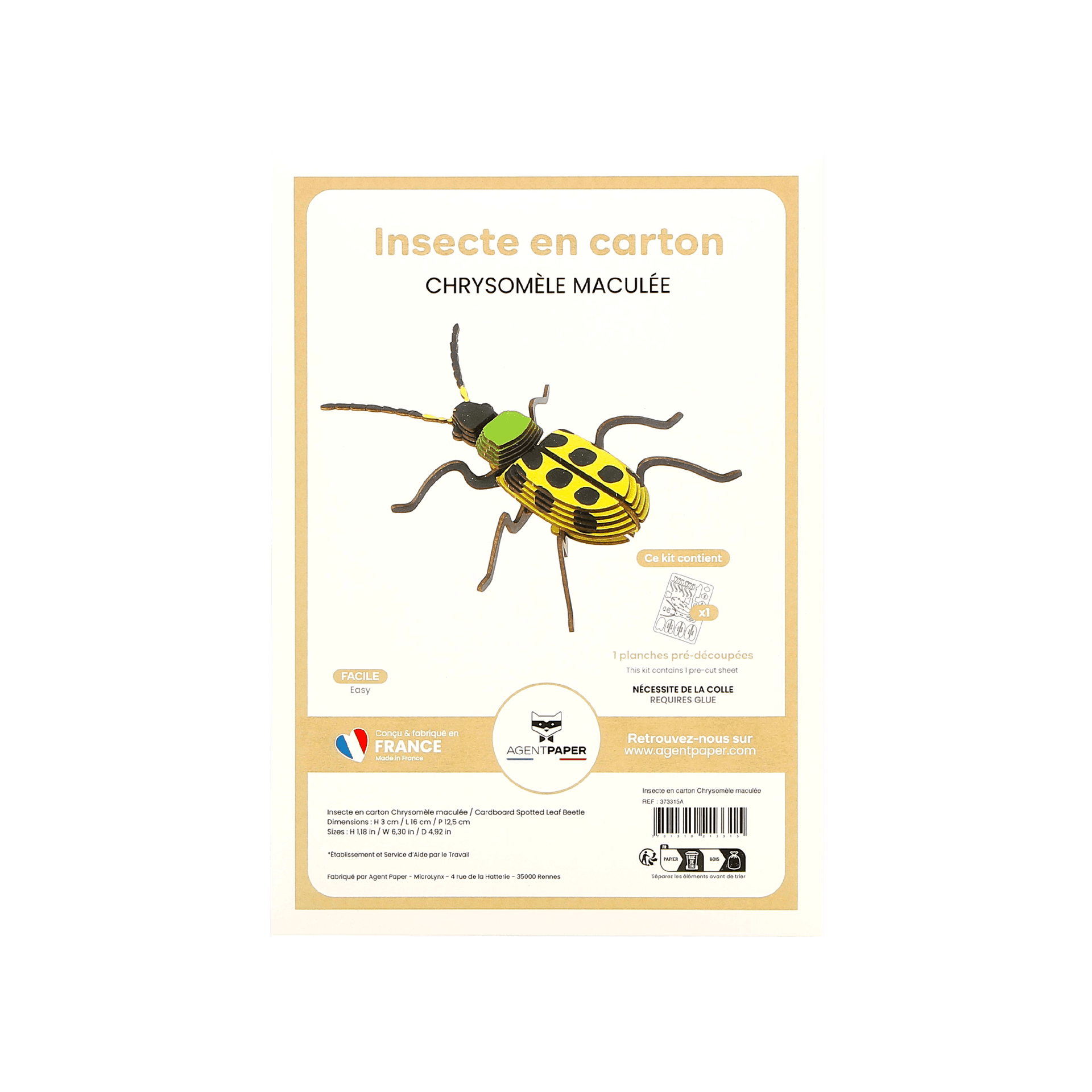 Insecte - Chrysomèle maculée - vue 3