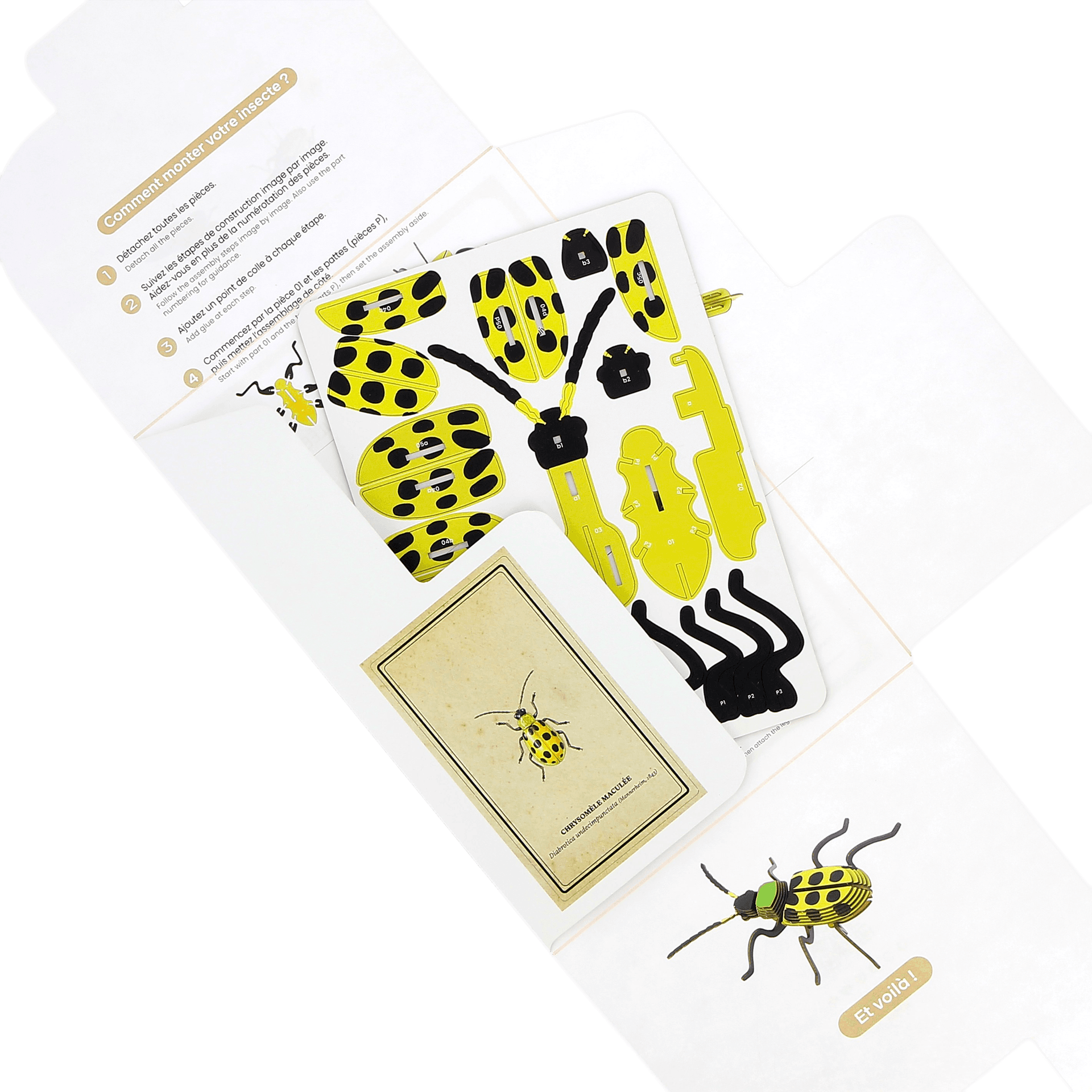 Insecte - Chrysomèle maculée - vue 4