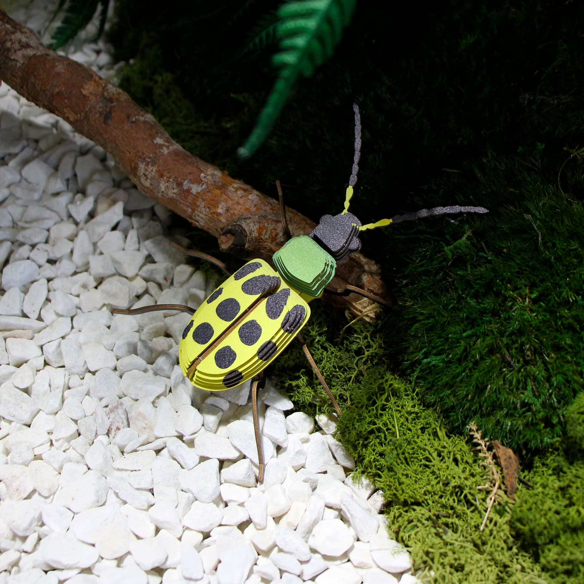 Insecte - Chrysomèle maculée - vue 2