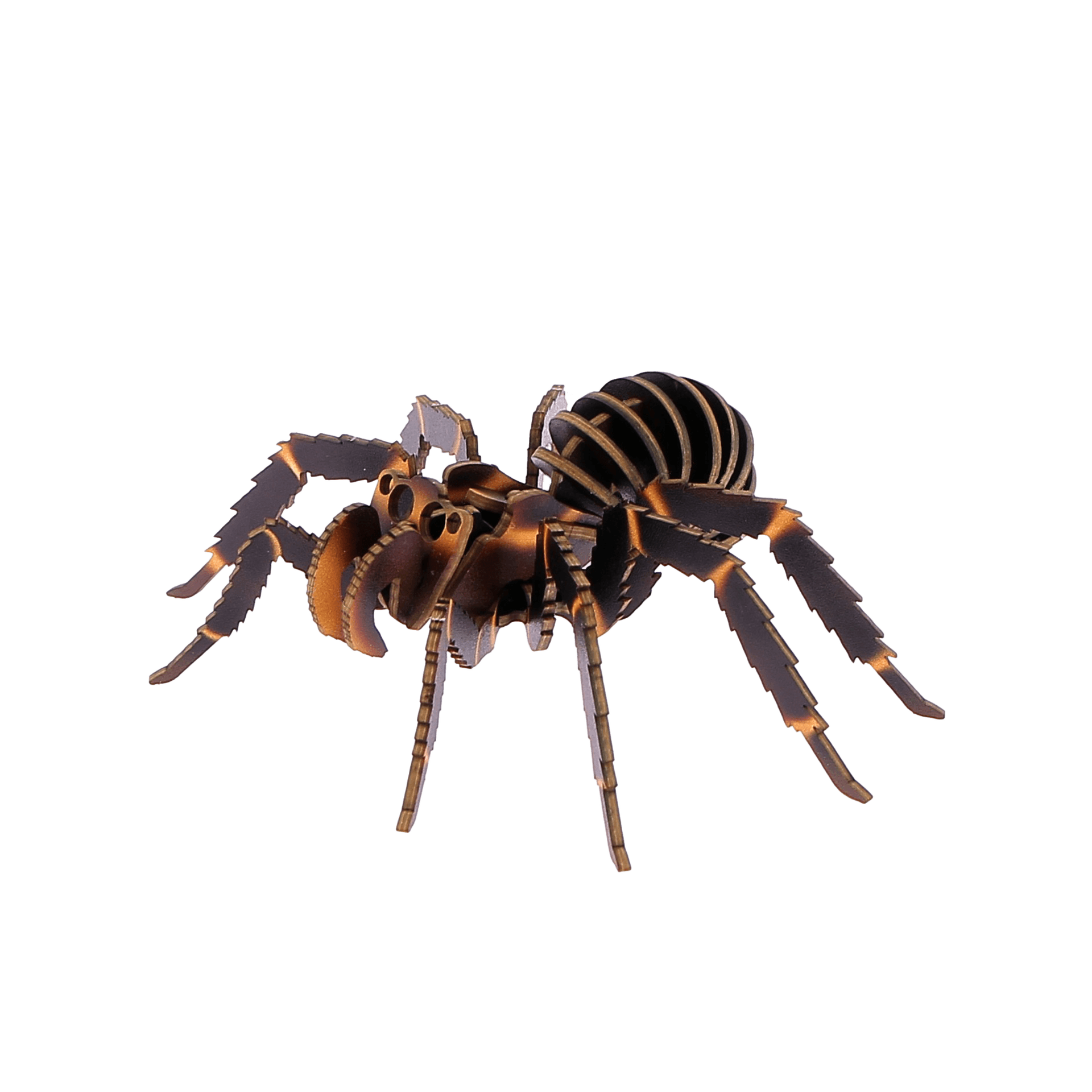 Petite bête araignée