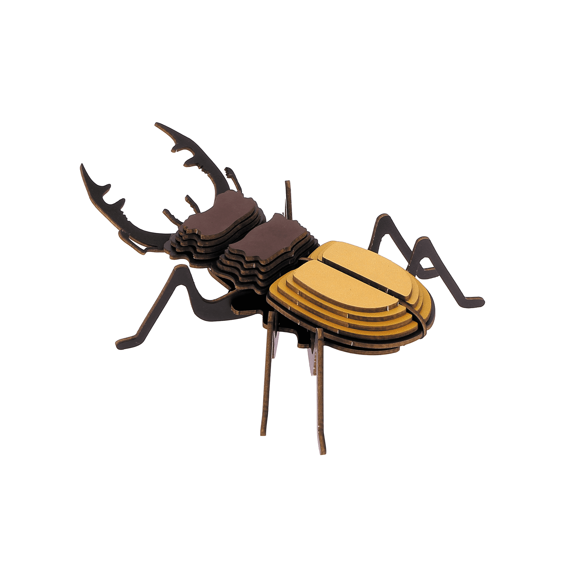 Insecte - Lucane géant de Ludeking