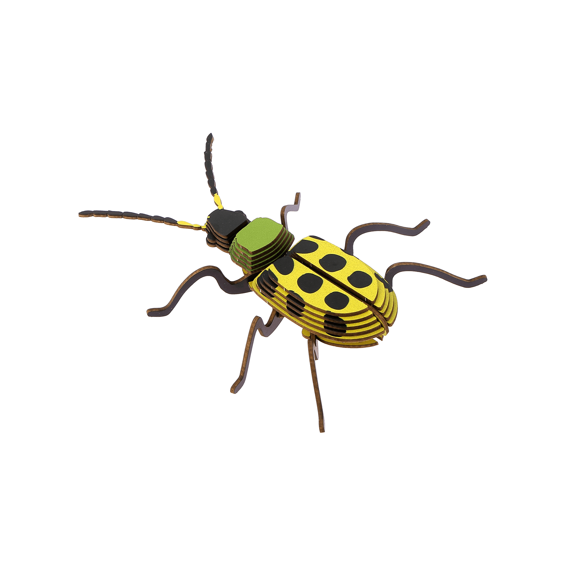 Insecte - Chrysomèle maculée