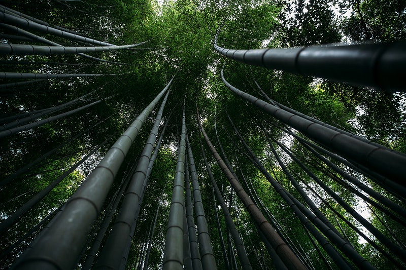 Le bambou, un bois plus écologique qu’il n’y paraît