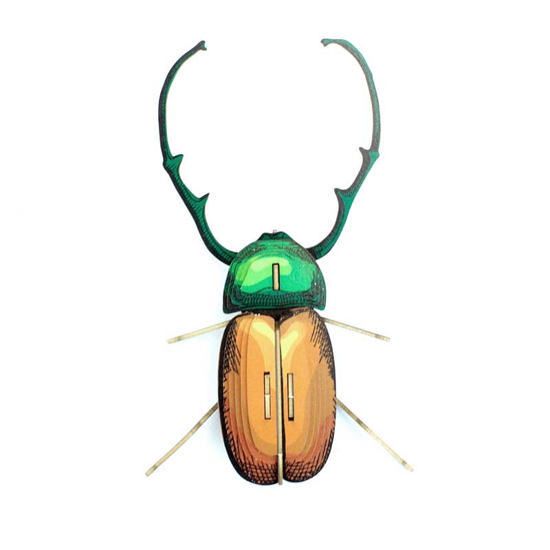 Insecte - Calingratus