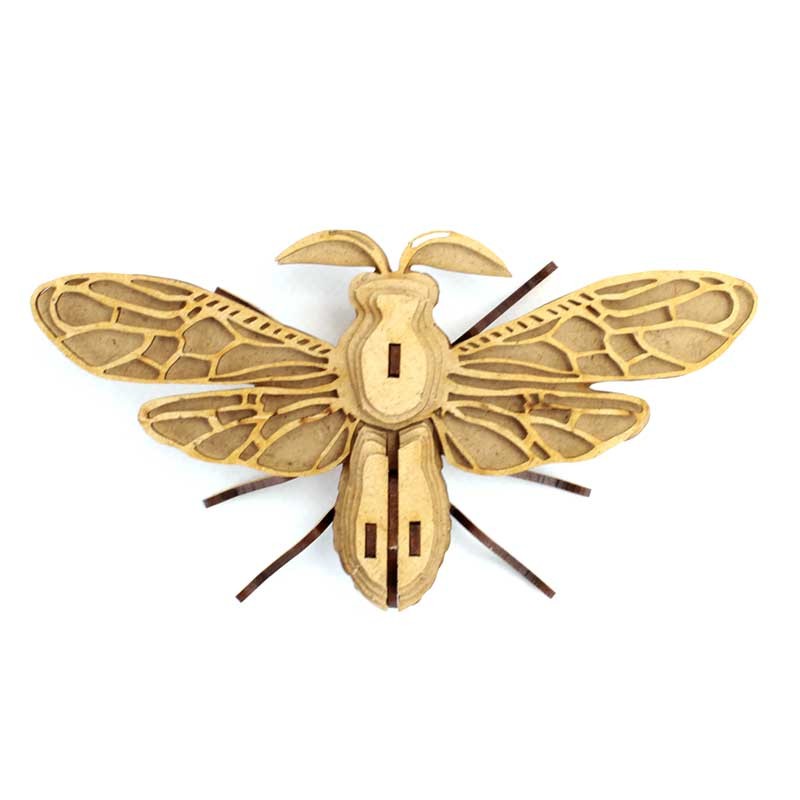 Insecte - Noctambulus
