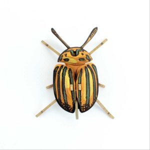 Insecte - Pucetulus